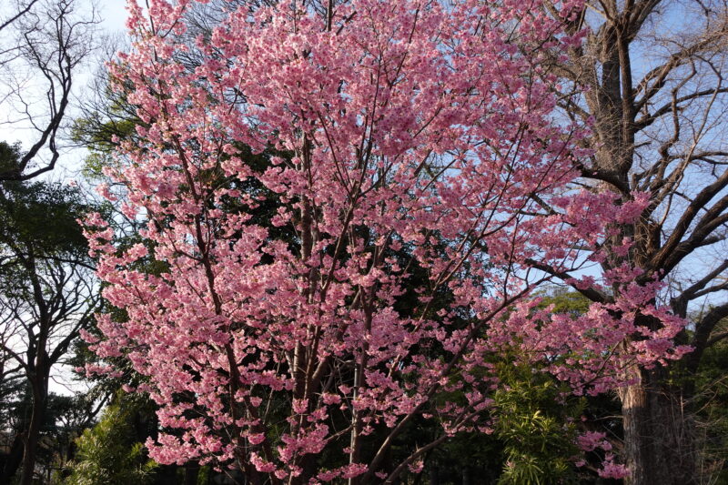 快晴の日の桜